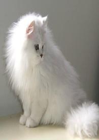 星际条约系列之荒漠墓场的波斯猫