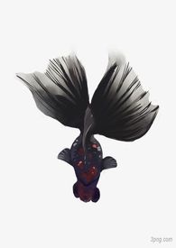 当哈士奇遇见黑金鱼。