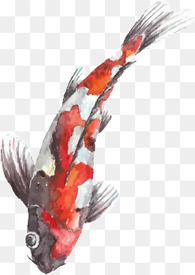 锦鲤抄