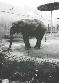 暗阳