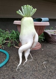 这萝卜有点不对劲