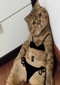 她的主人们