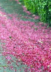 花落燕归