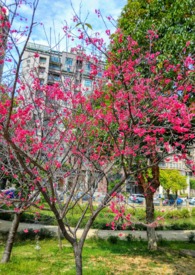 为你停留的那一年回忆(原书名:糕点竹马)