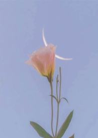 慈悲