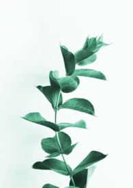 病愈之根