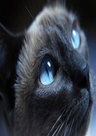 波斯与猫GL