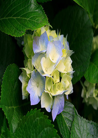 决战星球－孟陆